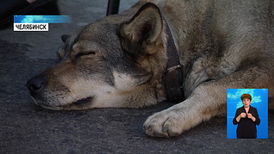 В Челябинске собака ждёт хозяина на вокзале