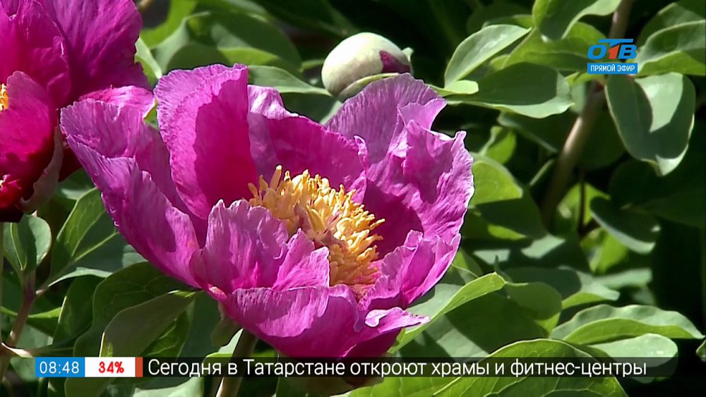 Руки садовода — какие вредители активны в июне