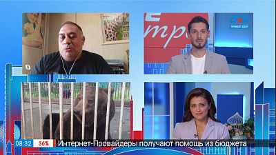 Гость на связи — брошенный медведь