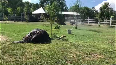 В зоопарке сняли на видео, как страус принимает душ