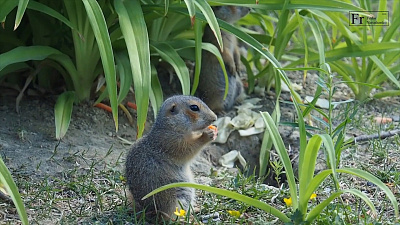 Бурная жизнь маленьких сусликов попала на видео