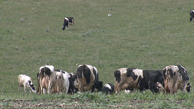 «Черновской» получил 26 млн. рублей господдержки