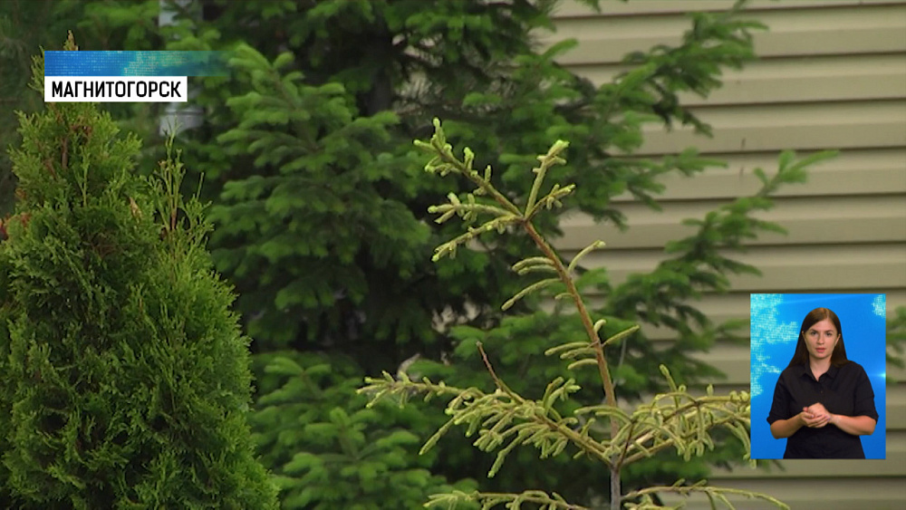 В Магнитогорске высаживают новые деревья