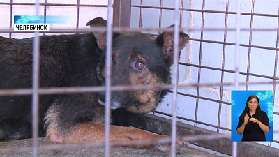 На отлов собак направлено 10 миллионов