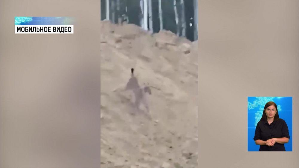В Миассе рысь вышла к людям