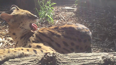 Сервал по кличке Симона принимает солнечные ванны: видео Челябинского зоопарка