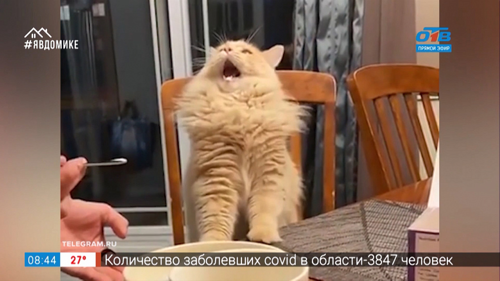 Все хвосты дома — кролик — массажист