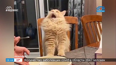 Все хвосты дома — кролик — массажист