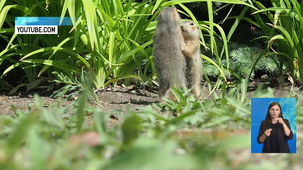 В Ботаническом саду ЧелГУ родились суслики