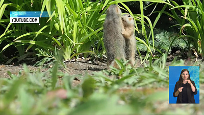 В Ботаническом саду ЧелГУ родились суслики