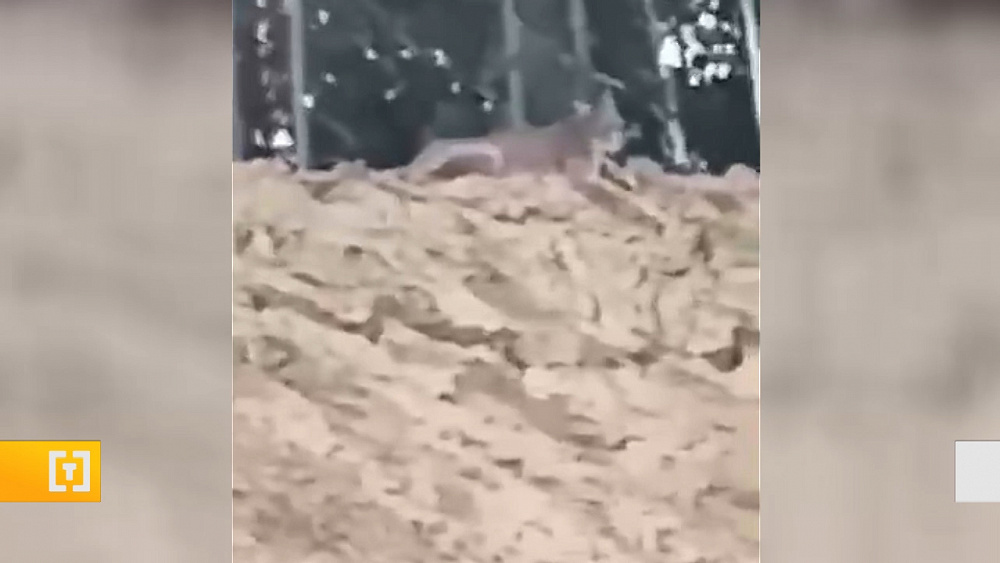 Сторожевая собака защитила рабочих