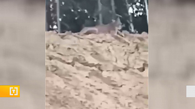 Сторожевая собака защитила рабочих