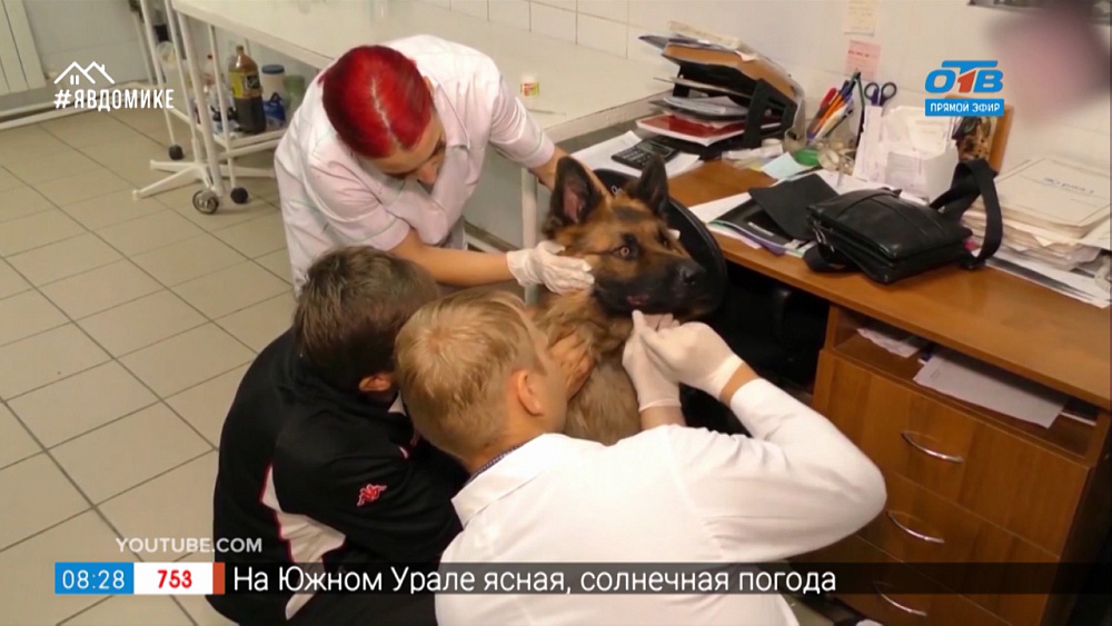 Кем быть? — ветеринар