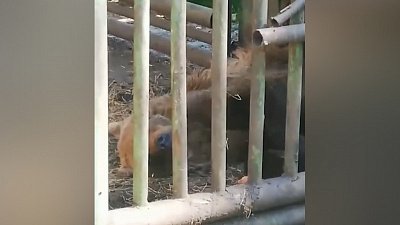 Зоозащитники сняли на видео медведя, которого содержат в ужасных условиях