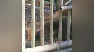 Зоозащитники сняли на видео медведя, которого содержат в ужасных условиях