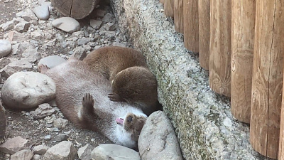 Выдры на собственном пляже в Челябинском зоопарке: видео зоологов