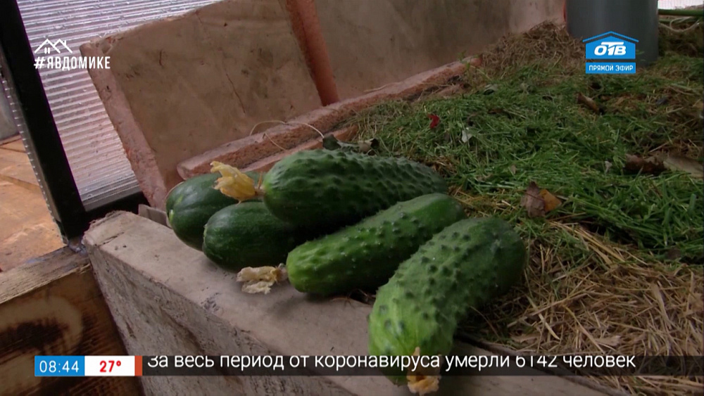 Руки садовода — оригинальный способ выращивания огурцов