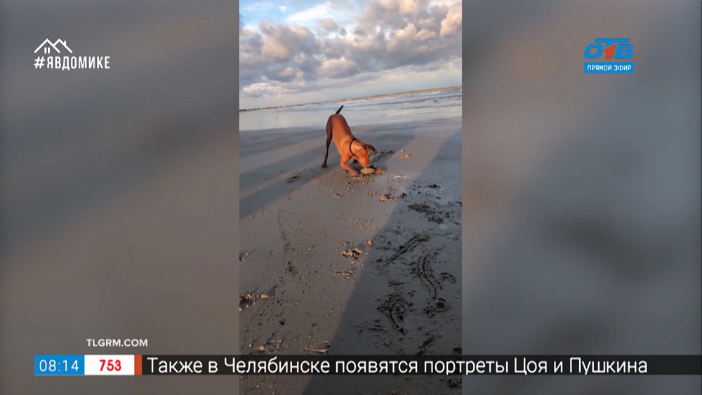 Все хвосты дома — пёс и ракушка