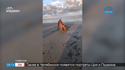 Все хвосты дома — пёс и ракушка