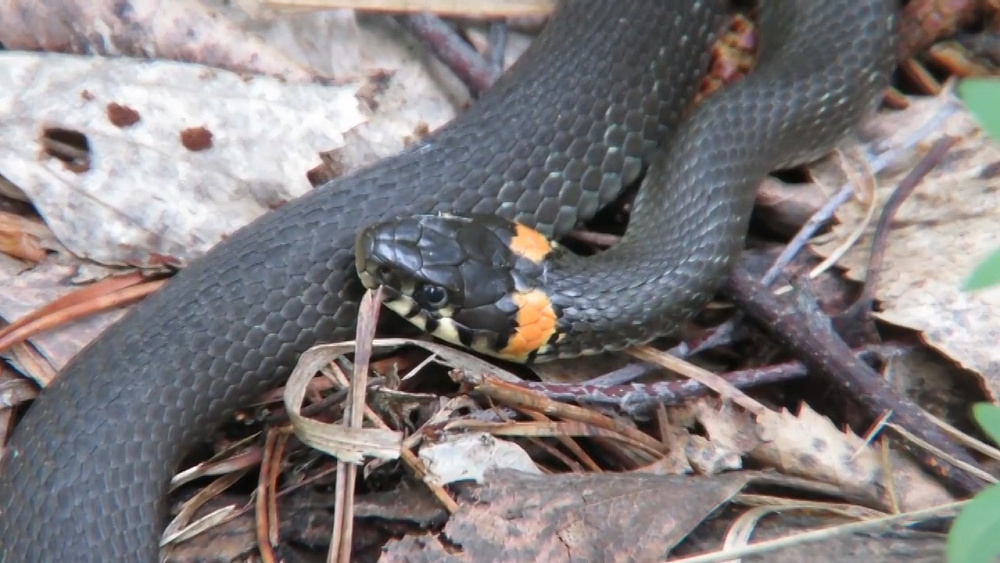 В Миассе ужей встречают в жилых районах