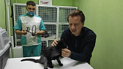 Перенёсшей несколько операций кошке Багире ищут хозяев в Челябинске
