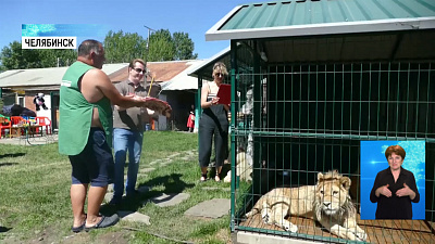 Львёнку Симбе исполнился один год