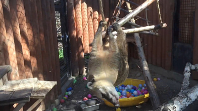В Челябинском зоопарке сняли на видео акробатические номера носухи по кличке Тимоша