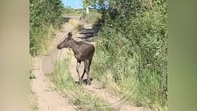 В Магнитогорске сняли на видео, как лось проник на территорию металлургического комбината