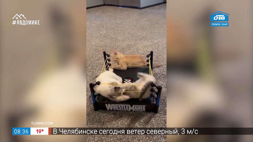 Все хвосты дома — утренние поцелуи