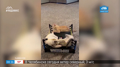 Все хвосты дома — утренние поцелуи