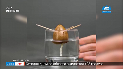 Руки не для скуки — как вырастить дома ананас