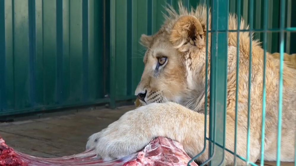 Симба принимает поздравления с днем рождения