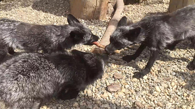 Чёрно-бурые лисицы попали на видео в Челябинском зоопарке