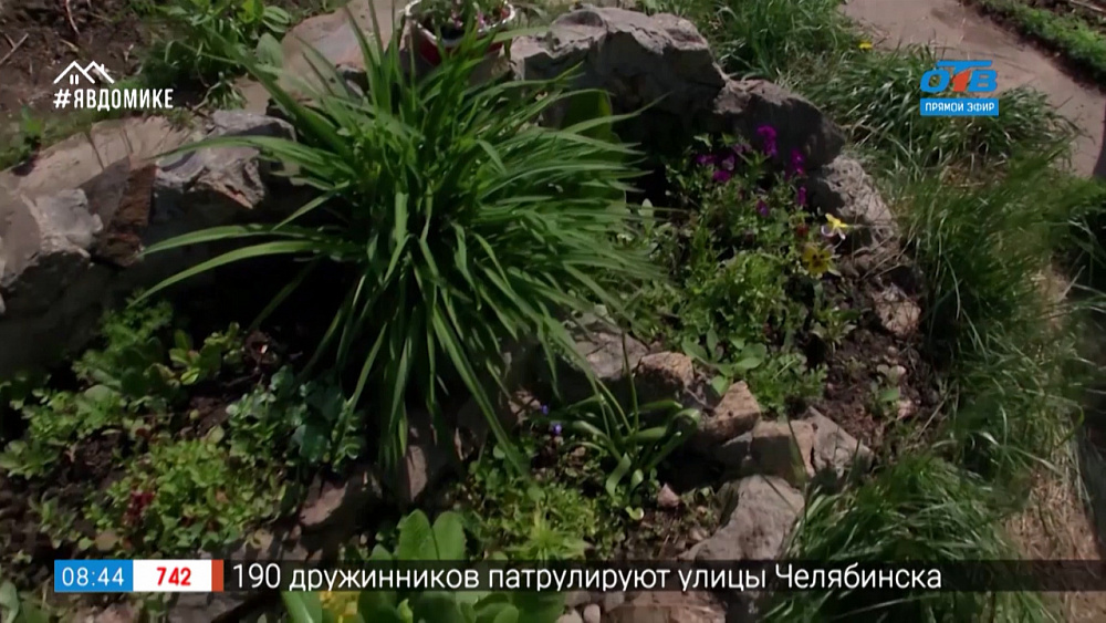 Руки садовода — растения- лекари