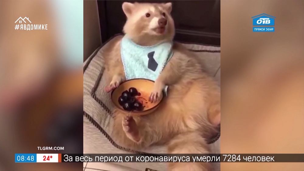 Все хвосты дома — енот-сладкоежка