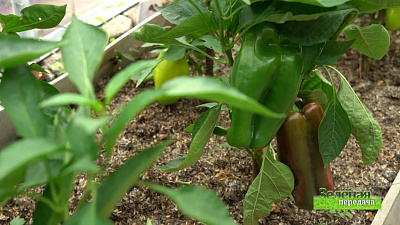 Зеленая передача 18.06.2020