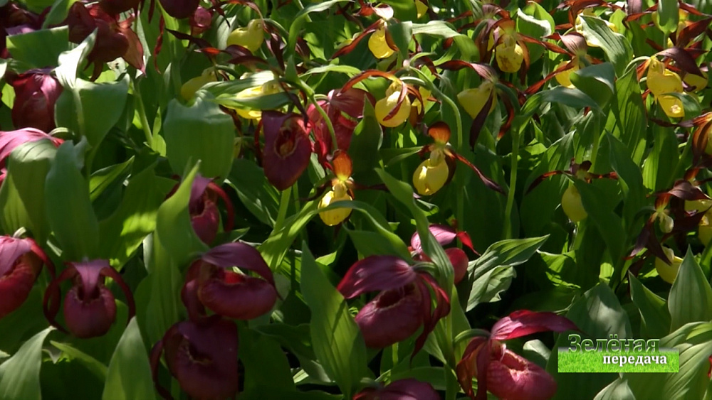 Зеленая передача 11.06.2020