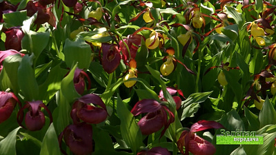 Зеленая передача 11.06.2020