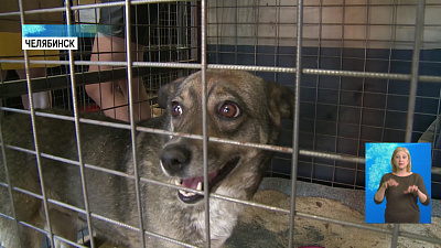 Бродячих собак начали чипировать