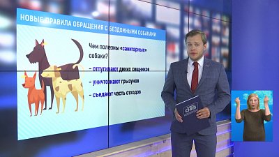 Новые правила обращения с бездомными собаками