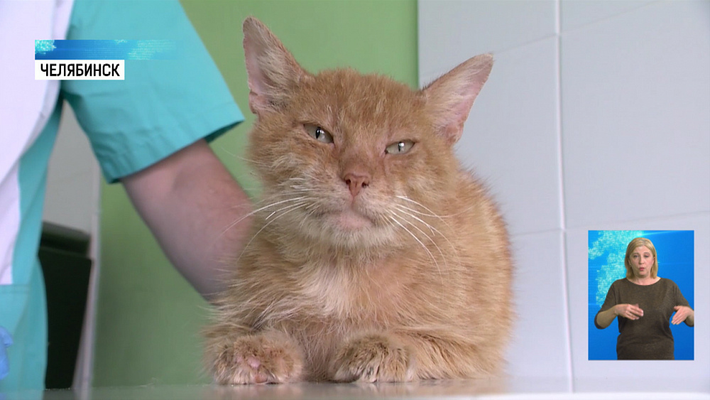 Челябинский кот Боб ищет хозяев