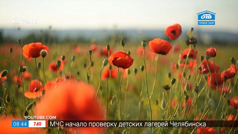 Путешествие в квартире — цветущие поля