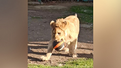 Львёнок Симба стал героем нового видео