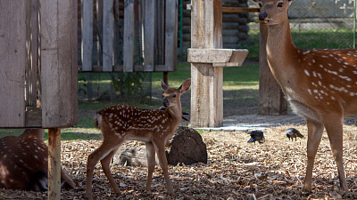 Любопытный оленёнок попал на видео в Челябинском зоопарке