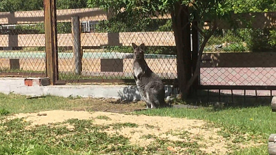 Малышка-кенгуру показала на видео, что скачет быстрее мамы