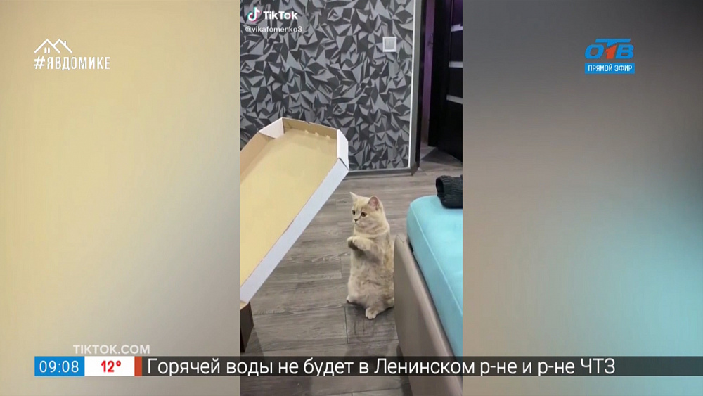 Все хвосты дома — собаки в офисе