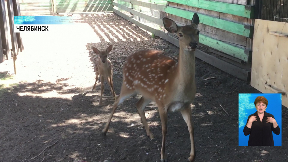 В Челябинском зоопарке родились олени