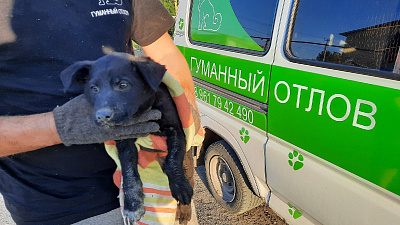 Спасение щенка из щели между домами сняли на видео