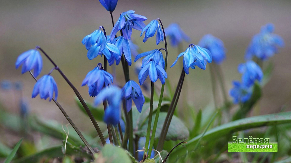 Зеленая передача 25.06.2020