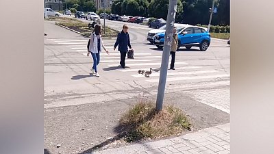 Умилительное видео: люди помогают утятам перейти дорогу